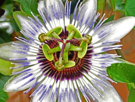 Floarea pasiunii, o floare exotica pentru ghiveci