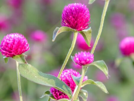 Gomphrena, flori de imortele