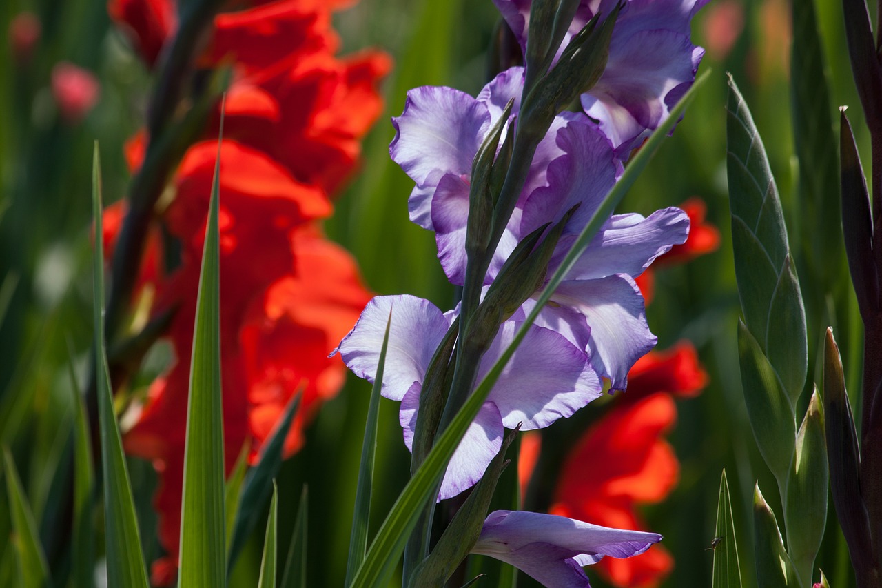 gladiole.