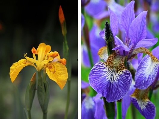 Irisul, floarea zeilor