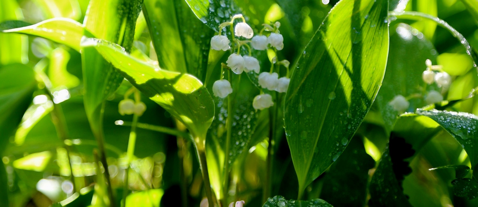 Lacramioarele, flori de gradina si ghiveci
