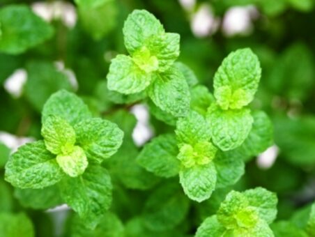 Cresterea si intretinerea unei tufe de menta