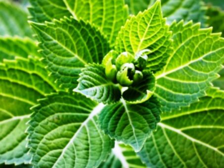 Plante medicinale care se culeg in iunie