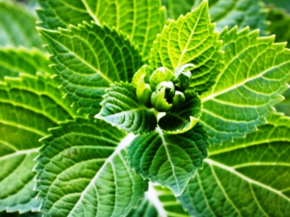 Plante medicinale care se culeg in iunie