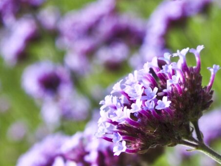 Verbena, planta ideala pentru balcoane