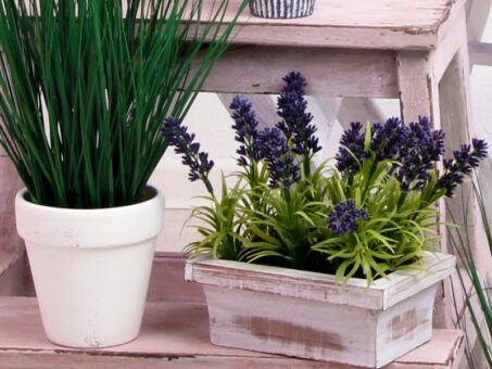Lavanda in ghiveci. Cum o ingrijesti