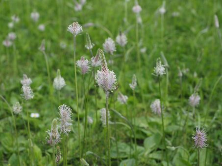 Plante medicinale care se culeg in iunie
