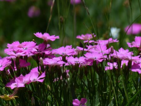 Garofitele, florile lunii iunie