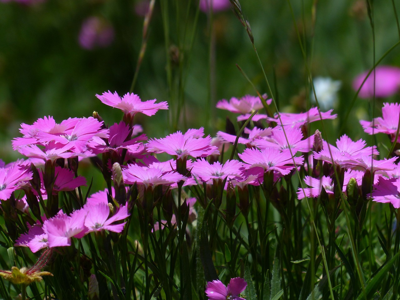 Garofitele Florile Unii Iunie