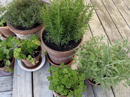 Plante care alunga tantarii