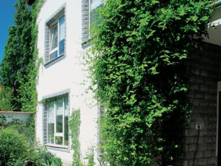Cele mai populare trei plante cataratoare