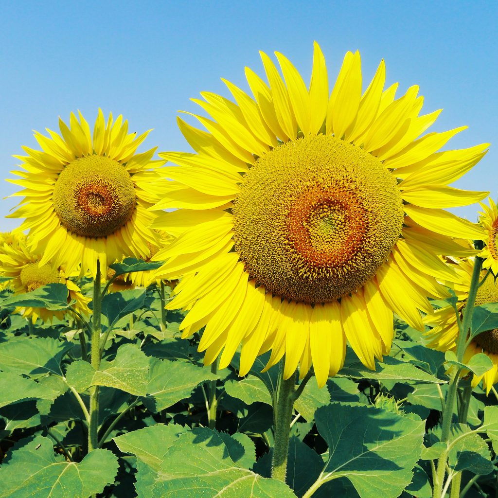 Florile lunii august