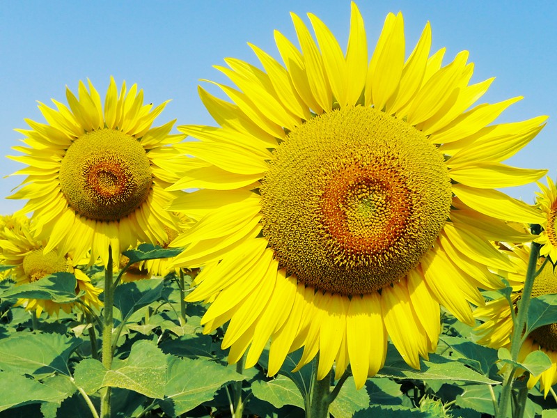Florile lunii august