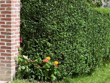 Cei mai frumosi arbori si arbusti ornamentali