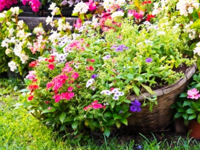 Flori de toamnă. Florile sfârştiului de august