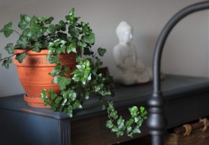 ghiveci cu flori, cele mai iubite plante