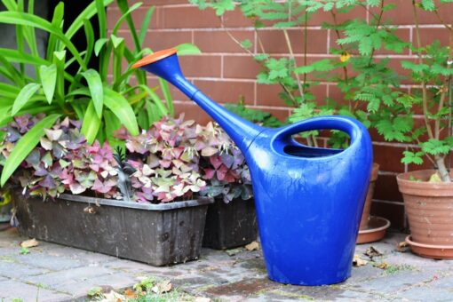 Udarea corecta a plantelor