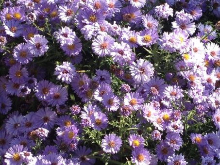 Aster, steluta sau ochiul boului pitic. Flori de toamna