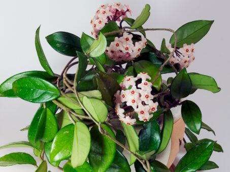 Floarea de ceara, ideala ca planta de apartament