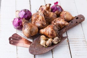 bulbi de flori