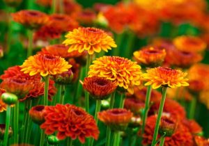 slow gardening