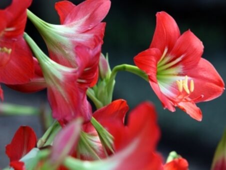Amaryllis, crinul de Craciun