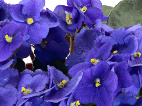 Cum se ingrijeste violeta africana. Sfaturi utile