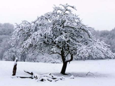 Lucrari pentru gradina de facut in decembrie
