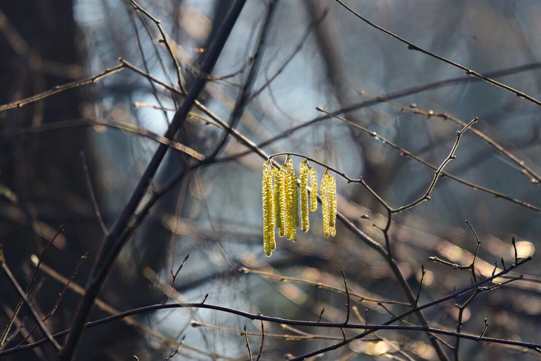 Februarie, lucrări de sezon în gradină