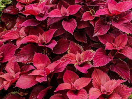 Coleus sau urzica decorativa