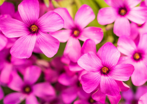 Oxalis, printesa din ghiveci