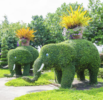 Sculpturi vegetale – cum se realizează
