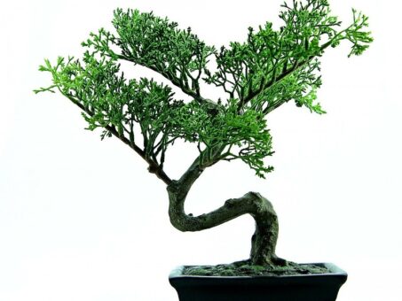 Ingrijirea unui bonsai. O poveste despre arta vie