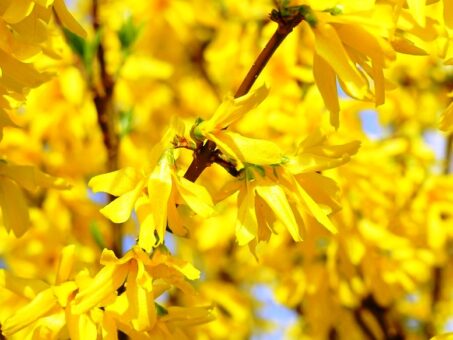 Forsythia, arbustul cu flori de aur