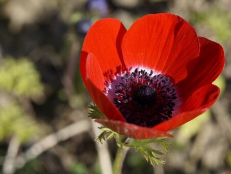 Anemone – floarea Pastelui