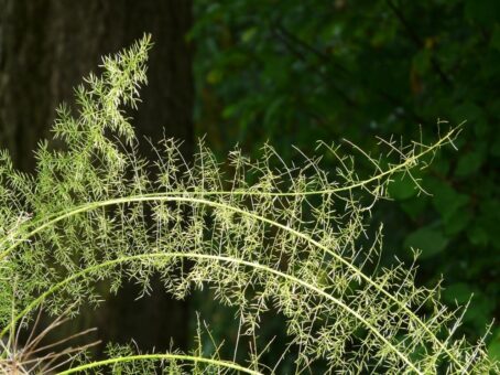 Asparagus, decorativ, rezistent si otravitor