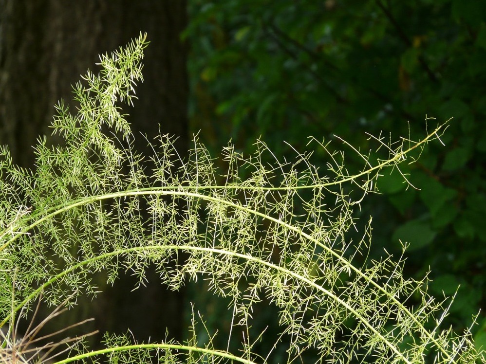 Asparagus, decorativ, rezistent si otravitor