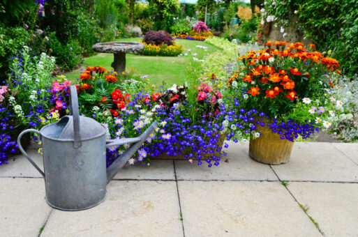 Florile verii – sfaturi de semănare și îngrijire