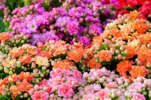 Kalanchoe – 5 sfaturi utile de îngrijire