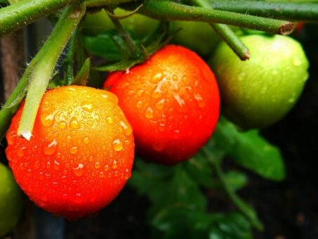 3 legume ideale pe care le poti cultiva in gradina ta