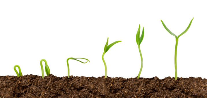 Plante obținute din semințe – e foarte simplu!