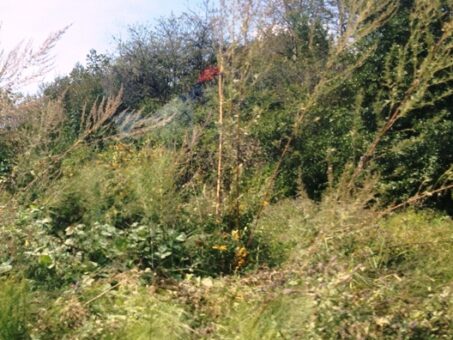 Scapa de buruieni cu solutii naturale