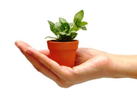 Trei sfaturi pentru plantele din interior