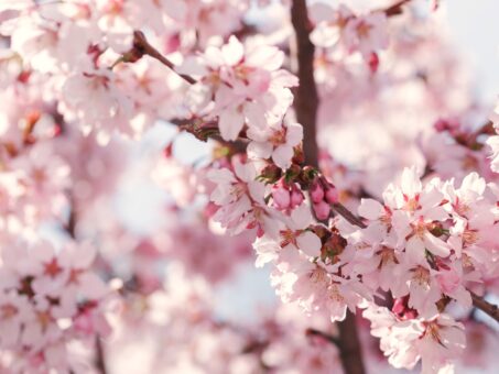 Cum protejezi florile pomilor fructiferi de inghet