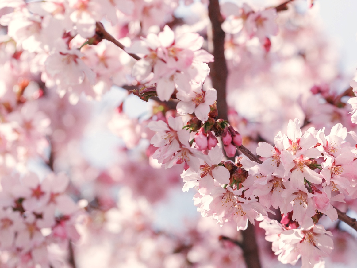 Cum protejezi florile pomilor fructiferi de inghet