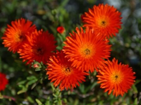 Gaillardia, floarea iubita de fluturi