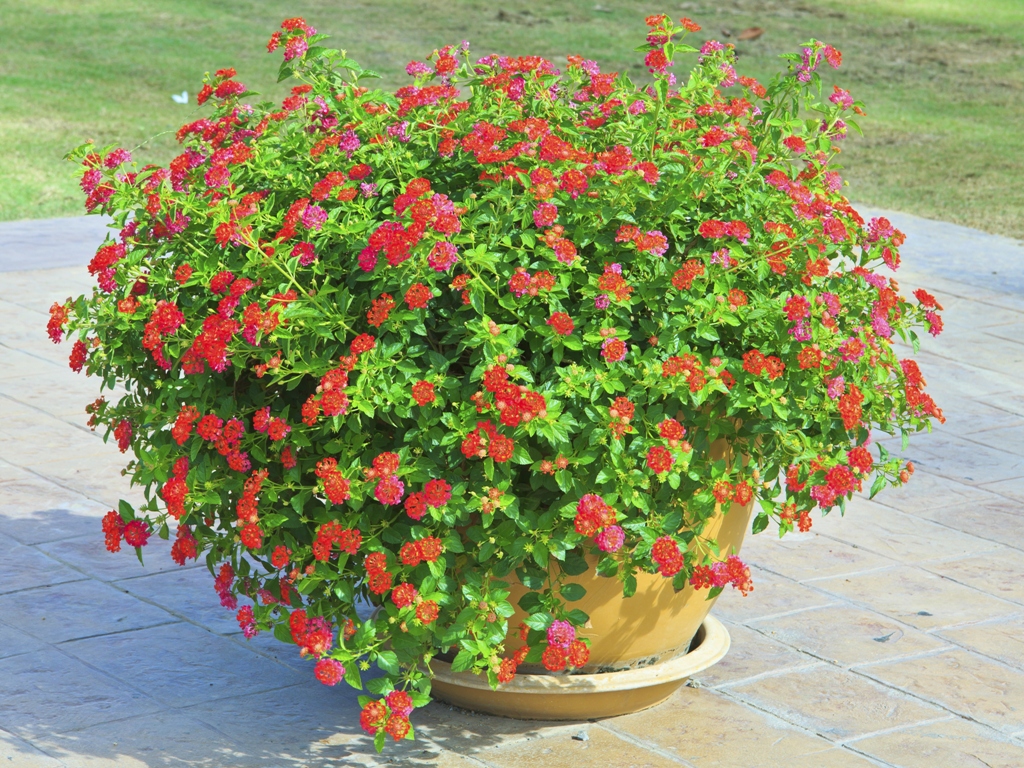 Cum se îngrijește mușcata englezească. Totul despre Geranium