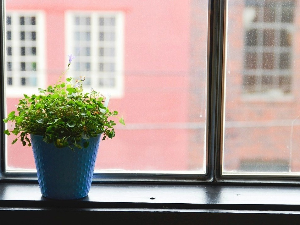 Plantele din casa ta si cateva sfaturi (I)