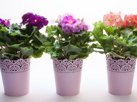 Cum salvezi de la moarte plantele de interior. Cateva sfaturi
