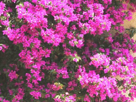 Floarea de hartie. Cum ingrijesti bougainvillea